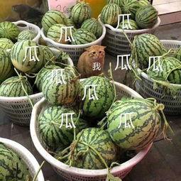 娱乐吃瓜是真是假,真相还是谣言?揭秘明星幕后故事