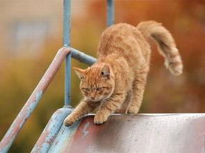 玩滑梯的猫咪娱乐吃瓜酱,吃瓜酱的欢乐时光