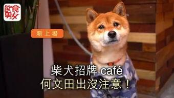 娱乐吃瓜酱狗餐馆,一场跨界美食盛宴