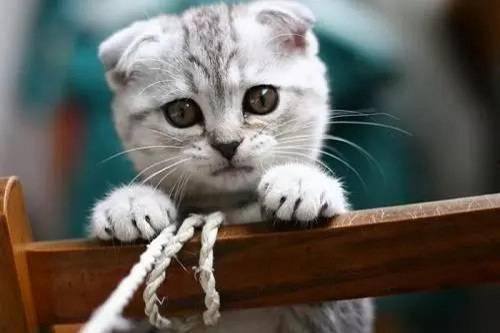 娱乐吃瓜君七七和折耳猫,娱乐圈的甜蜜邂逅