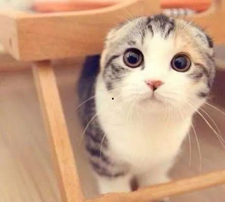 娱乐吃瓜君七七和折耳猫,娱乐圈的甜蜜邂逅